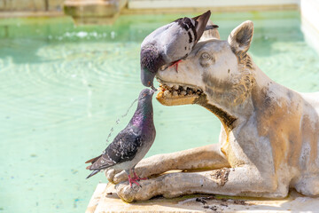 Two pigeons drink from dog snout
