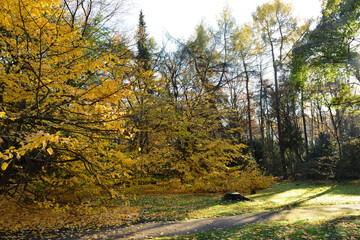 rodenkirchener park im herbst, köln, deutschland