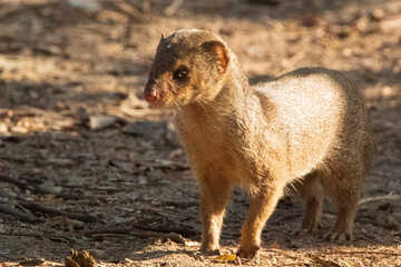 prairie dog eating