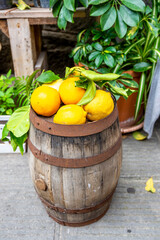 A barrel with lemons