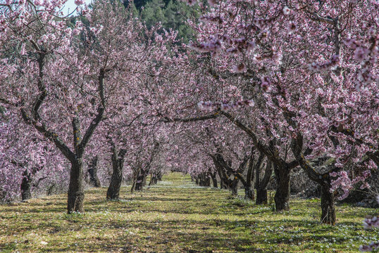 almond blossom, Alicante Province, Spain