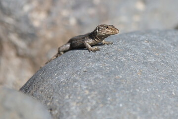 A lizard sat on a rock