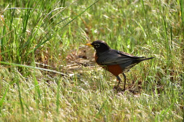 a Robin at the New Jersey shore