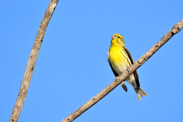 yellow and blue bird
