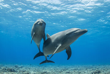 dolphins in the blue