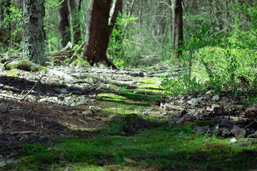 forest trek in spring