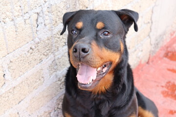 Excellent rottweiler guard dog, black with gold spots, guarding your home
