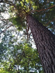 Fototapeta premium tree in the urban forest