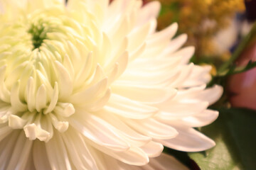 chrysanthemum flower