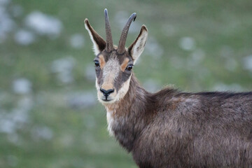 Camoscio sul monte Grappa, Italia