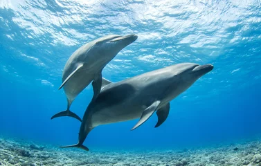Schilderijen op glas dolphins in the blue © Tropicalens