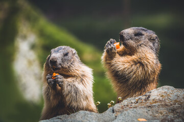 Hungry marmots