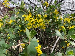 Beautiful spring blooming yellow flowers in Colorado, USA.