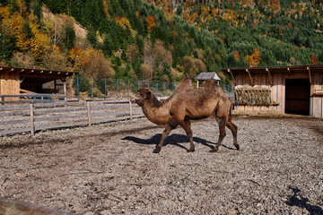brown two-humped camel stands on the stones in the zoo against the background of mountains with green-yellow trees