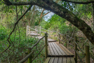 Obraz premium Beautiful wooden walkway in the middle of Forest