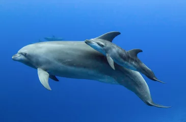 Zelfklevend Fotobehang Baby dolphin © Tropicalens