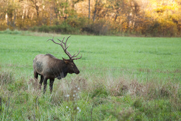 Bull elk in a field of grass