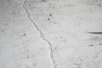 Footprints in the snow in the winter forest