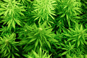 Naklejka na ściany i meble background from marijuana plants, top view. industrial cultivation of cannabis for pharmacy. Cannabis leaves and seeds.Legalization of marihuana. Narcotic plant