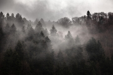 Dark forest in the mist, Bieszczady Mountains, Poland