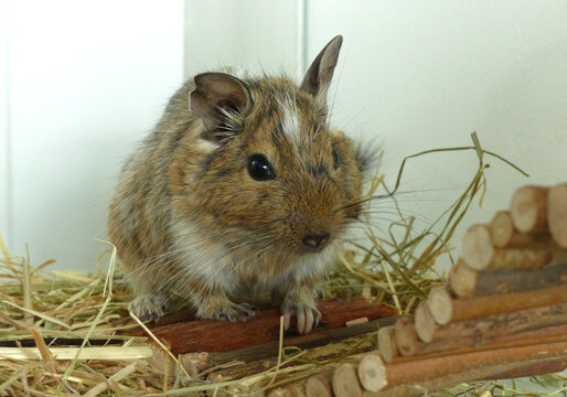 Portrait of a cute degu rodent (Octodon Degus). sitting in his pet house in hay. 