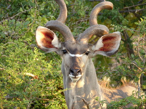Portrait of a greater kudu male antelope in it's natural habitat in Kruger Park, South Africa. 