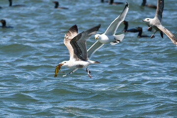 Fototapeta na wymiar Herring gull with fish in harbor chased by other seagulls