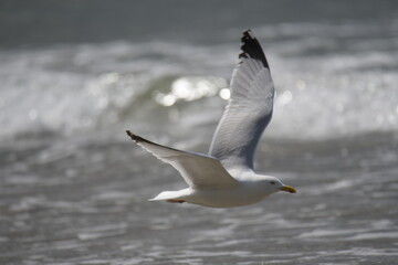 flying gull
