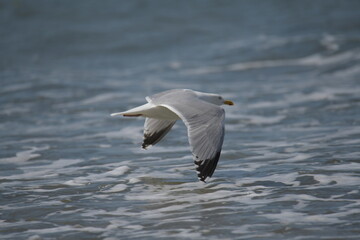 seagull in flight