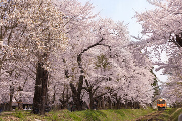 桜トンネルと津軽鉄道
