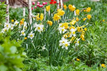 Fototapeta premium Fresh white and yellow daffodils grow in the garden