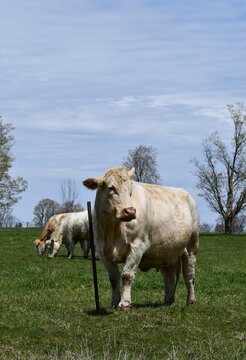 Charolais Cattle in green pasture