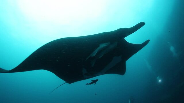 Gigantic Black Oceanic Birostris Manta Ray floating on a background of blue water in search of plankton. Underwater scuba diving. Shots it Mexico Socorro.