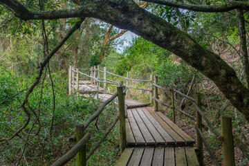Beautiful wooden walkway in the middle of Forest