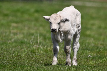 Charolais calf in pasture