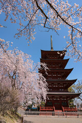 桜さく弘前最勝院縦位置