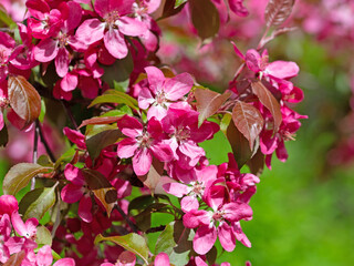 Naklejka premium Blühender Zierapfelbaum im Frühling
