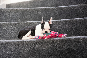 Cute Boston Terrier puppy lying on stairs chewing a pink rope toy. - Powered by Adobe