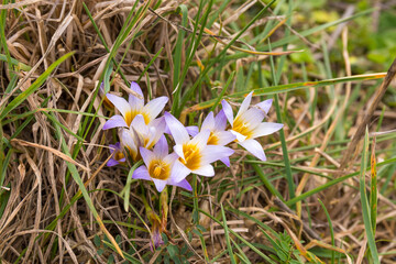 Close up of crocus flowers in a meadow. With their lilac and yellow colors, they announce the arrival of Spring.
