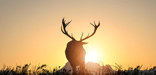Silhouette of deer in the grassland against the sunset.