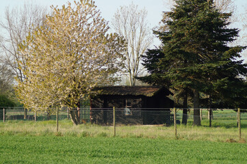 Green meadow and a wooden hut in distance