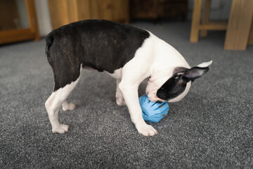 Boston Terrier puppy with her back curved looking at a rubber interactive toy with hidden treats inside - 432937126
