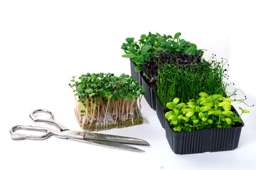 Microgreen sprouts on a white background and scissors. The vegetable garden is micro greens. Scissors for cutting microgreens on a white background, microgreens