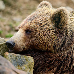 Obraz premium Brown bears in the wild, a large mammal after hibernation, a predator in the wild forest and wildlife.