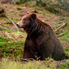 Brown bears in the wild, a large mammal after hibernation, a predator in the wild forest and wildlife.