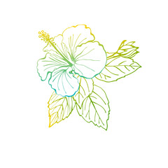 Hibiscus flower, bud and leaves as design elements. Hand drawn sketch style. Line art. Mallow Chinese Rose. Herbal tea. Hawaii. Colourful Tropical vector elements on white.