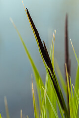 a flowering tuft of grass growing in the water
