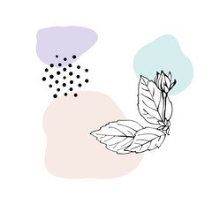 Hibiscus flower, bud and leaves as design elements. Hand drawn sketch style. Line art. Mallow Chinese Rose. Herbal tea. Hawaii. Tropical vector elements on colourful blobs .