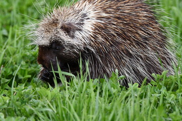 Porcupine grazing in hay field