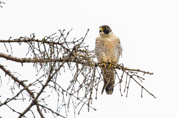 Peregrine Falcon Perched on a Bare Fir Branch